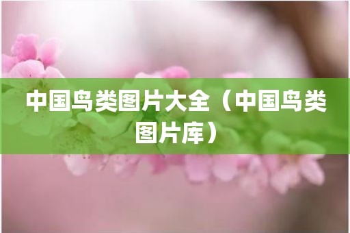 中国鸟类图片大全(中国鸟类图片库) 中国鸟类图片大全(中国鸟类图片库)