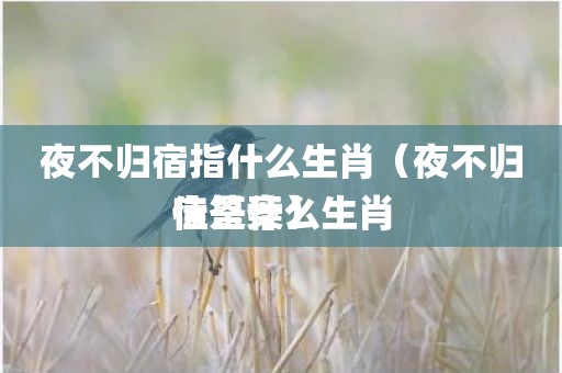 夜不归宿指什么生肖（夜不归宿是什么生肖佳答案）