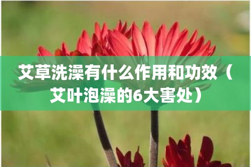 艾草洗澡有什么作用和功效（艾叶泡澡的6大害处）