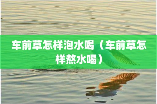 车前草怎样泡水喝（车前草怎样熬水喝）
