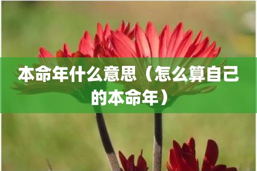 本命年什么意思（怎么算自己的本命年）