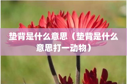 垫背是什么意思（垫背是什么意思打一动物）