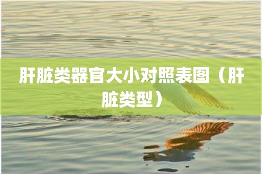 肝脏类器官大小对照表图（肝脏类型）