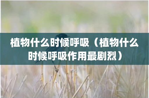 植物什么时候呼吸（植物什么时候呼吸作用最剧烈）