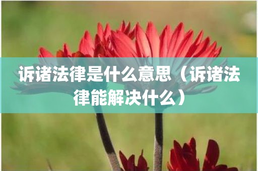 诉诸法律是什么意思（诉诸法律能解决什么）
