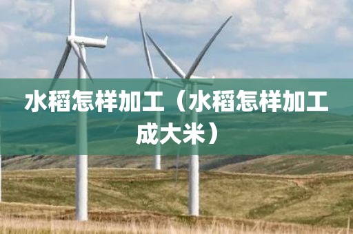 水稻怎样加工(水稻怎样加工成大米) 水稻怎样加工(水稻怎样加工成大米)