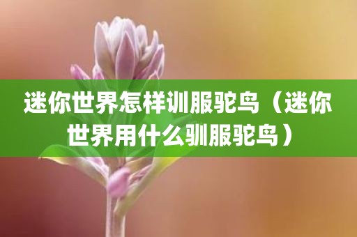 迷你世界怎样训服驼鸟（迷你世界用什么驯服驼鸟）