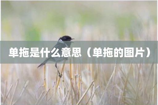 单拖是什么意思（单拖的图片）