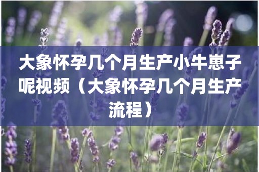 大象怀孕几个月生产小牛崽子呢视频（大象怀孕几个月生产流程）