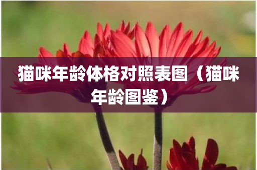 猫咪年龄体格对照表图（猫咪年龄图鉴）