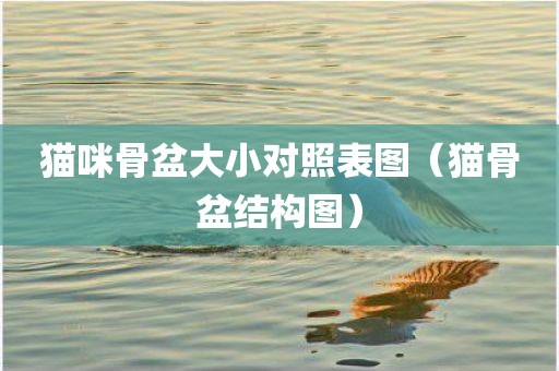 猫咪骨盆大小对照表图（猫骨盆结构图）