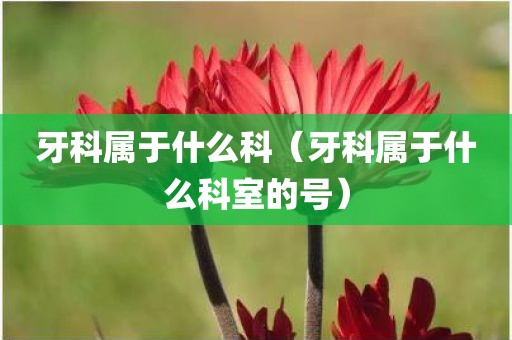 牙科属于什么科（牙科属于什么科室的号）