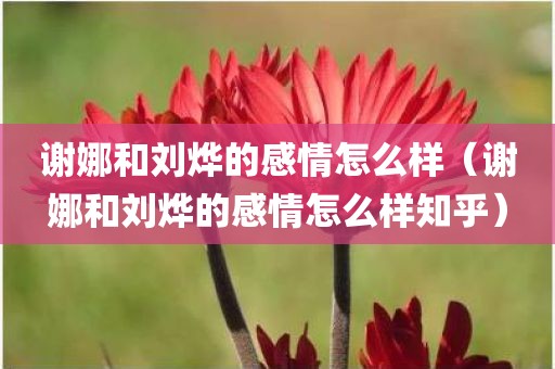谢娜和刘烨的感情怎么样(谢娜和刘烨的感情怎么样知乎) 谢娜和刘烨的感情怎么样(谢娜和刘烨的感情怎么样知乎)