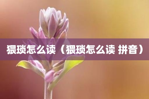 猥琐怎么读（猥琐怎么读 拼音）