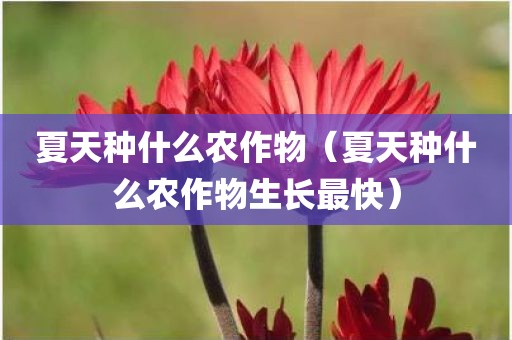 夏天种什么农作物（夏天种什么农作物生长最快）