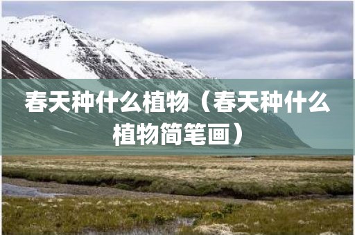 春天种什么植物（春天种什么植物简笔画）