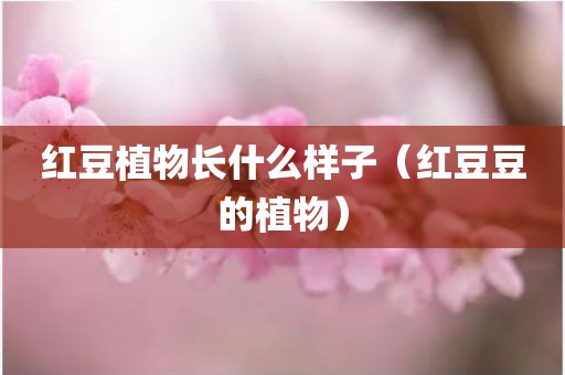 红豆植物长什么样子(红豆豆的植物)