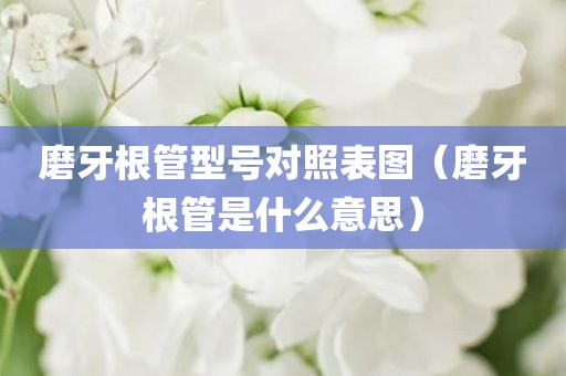 磨牙根管型号对照表图（磨牙根管是什么意思）