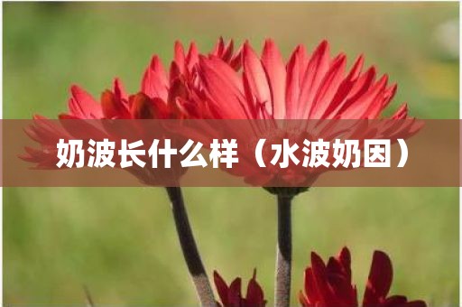 奶波长什么样（水波奶因）