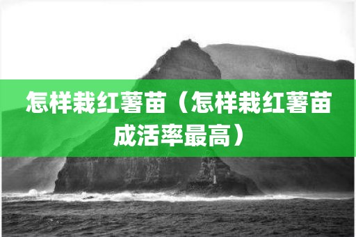 怎样栽红薯苗（怎样栽红薯苗成活率最高）