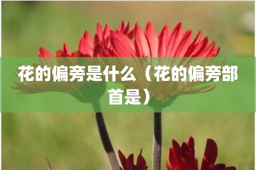 花的偏旁是什么（花的偏旁部首是）