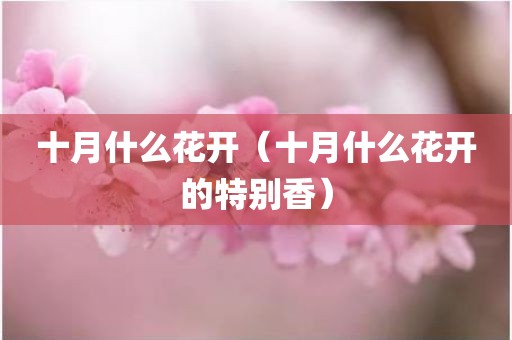 十月什么花开（十月什么花开的特别香）