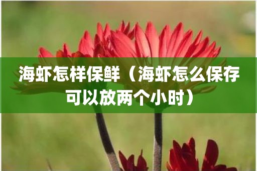 海虾怎样保鲜（海虾怎么保存可以放两个小时）