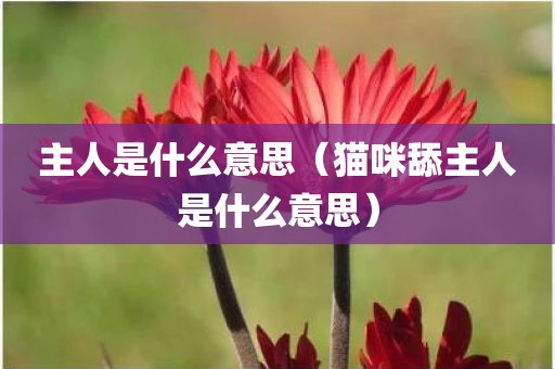 主人是什么意思（猫咪舔主人是什么意思）