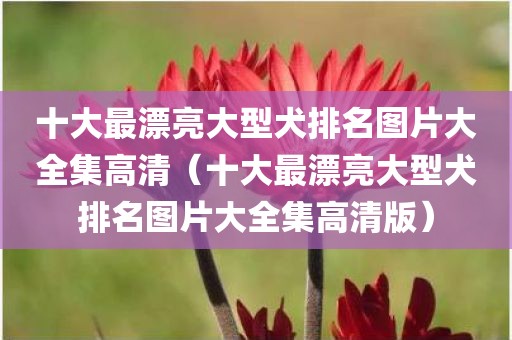 十大最漂亮大型犬排名图片大全集高清（十大最漂亮大型犬排名图片大全集高清版）