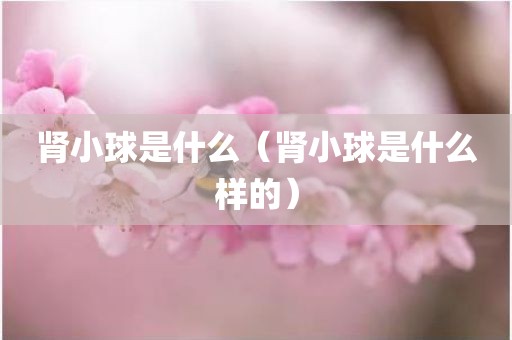 肾小球是什么（肾小球是什么样的）