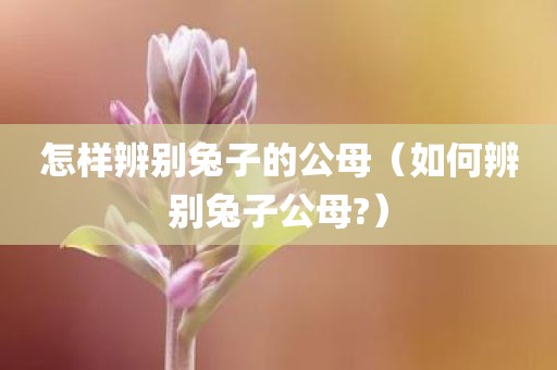 怎样辨别兔子的公母（如何辨别兔子公母?）
