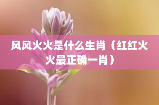 风风火火是什么生肖(红红火火最正确一肖)