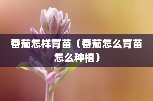 番茄怎样育苗（番茄怎么育苗怎么种植）