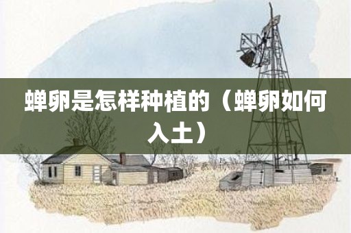 蝉卵是怎样种植的（蝉卵如何入土）