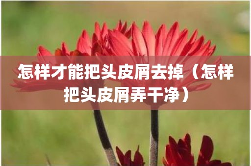 怎样才能把头皮屑去掉（怎样把头皮屑弄干净）