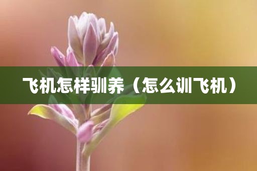 飞机怎样驯养（怎么训飞机）