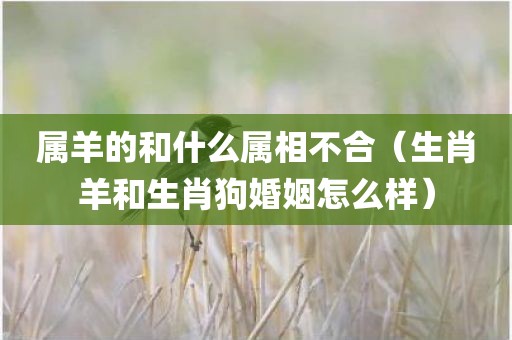属羊的和什么属相不合（生肖羊和生肖狗婚姻怎么样）