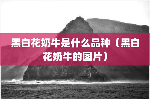 黑白花奶牛是什么品种（黑白花奶牛的图片）