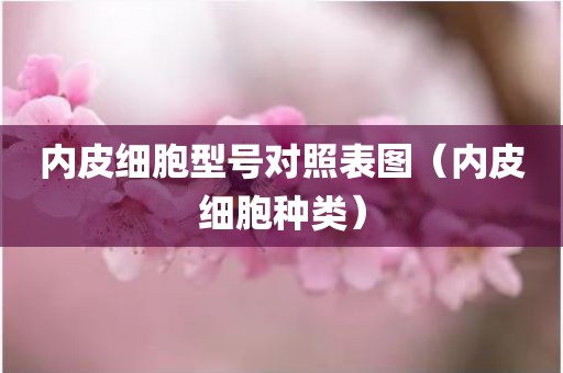 内皮细胞型号对照表图（内皮细胞种类）