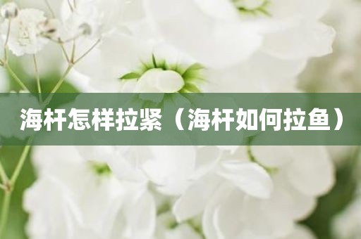 海杆怎样拉紧（海杆如何拉鱼）