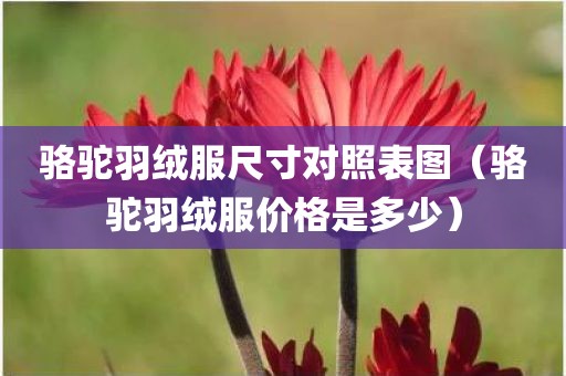 骆驼羽绒服尺寸对照表图（骆驼羽绒服价格是多少）