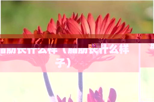 脂肪长什么样（脂肪长什么样子）