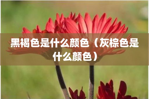 黑褐色是什么颜色（灰棕色是什么颜色）