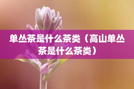 单丛茶是什么茶类(高山单丛茶是什么茶类)
