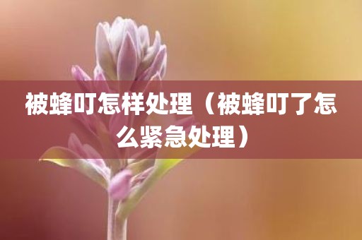 被蜂叮怎样处理（被蜂叮了怎么紧急处理）