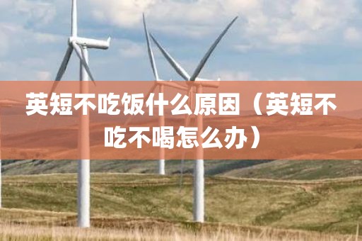 英短不吃饭什么原因（英短不吃不喝怎么办）