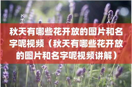 秋天有哪些花开放的图片和名字呢视频（秋天有哪些花开放的图片和名字呢视频讲解）