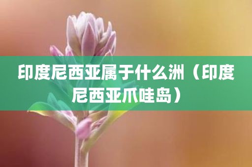 印度尼西亚属于什么洲(印度尼西亚爪哇岛)