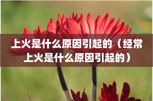 上火是什么原因引起的(经常上火是什么原因引起的)