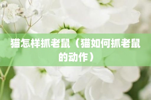猫怎样抓老鼠（猫如何抓老鼠的动作）